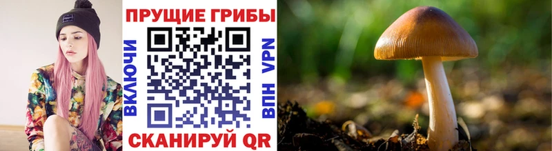 Галлюциногенные грибы Psilocybe  Теберда 